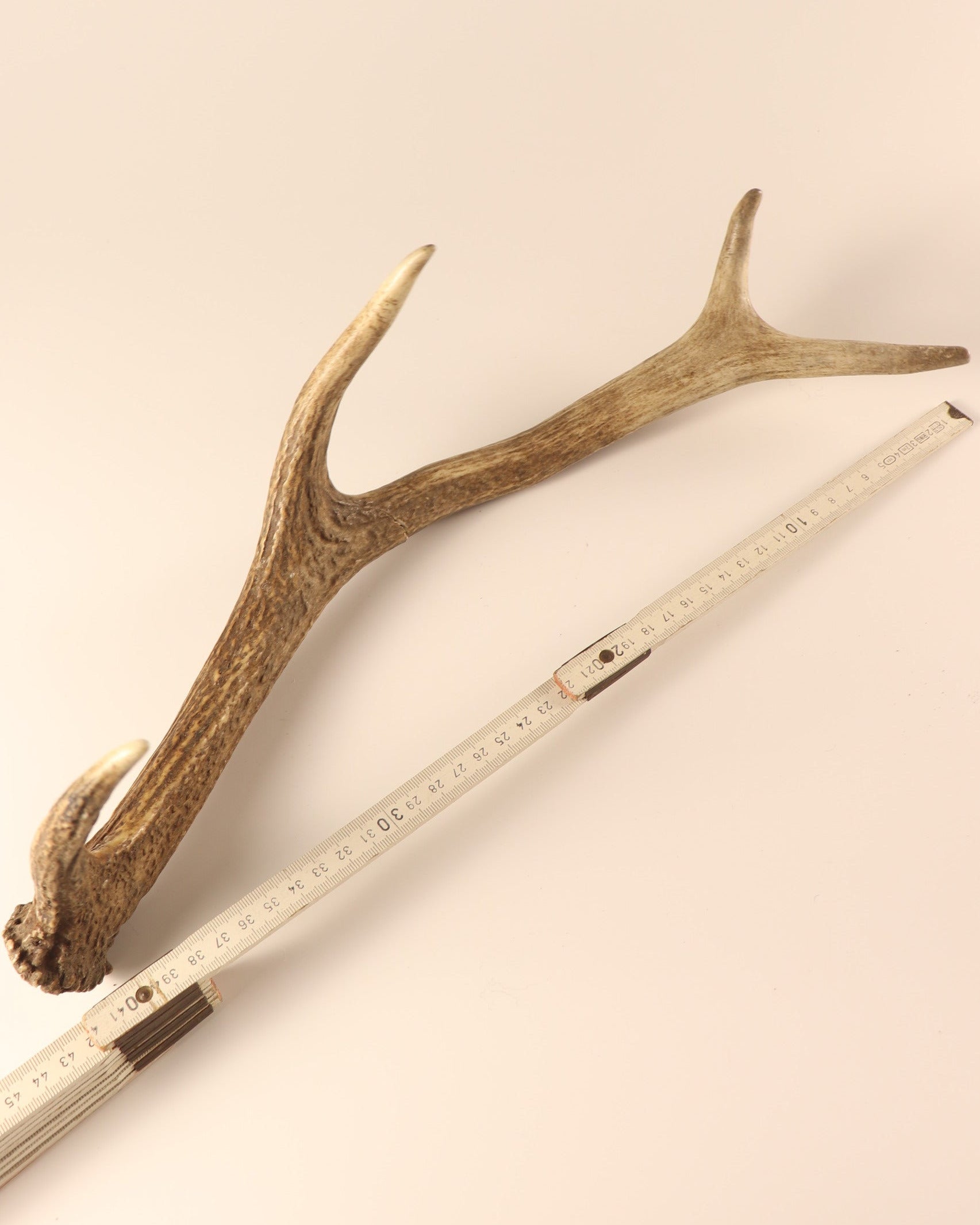 Geweih Hirschhorn Abwurfstange
