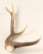 Geweih Hirschhorn Abwurfstange
