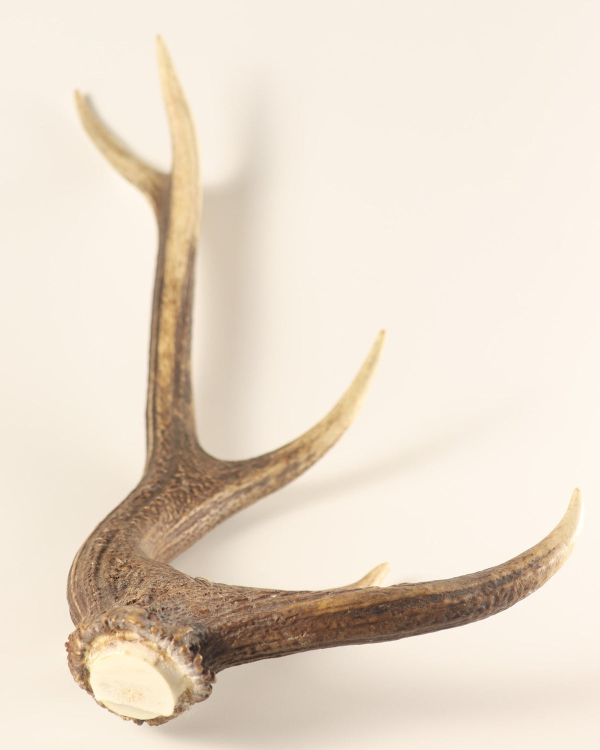 Geweih Hirschhorn Abwurfstange
