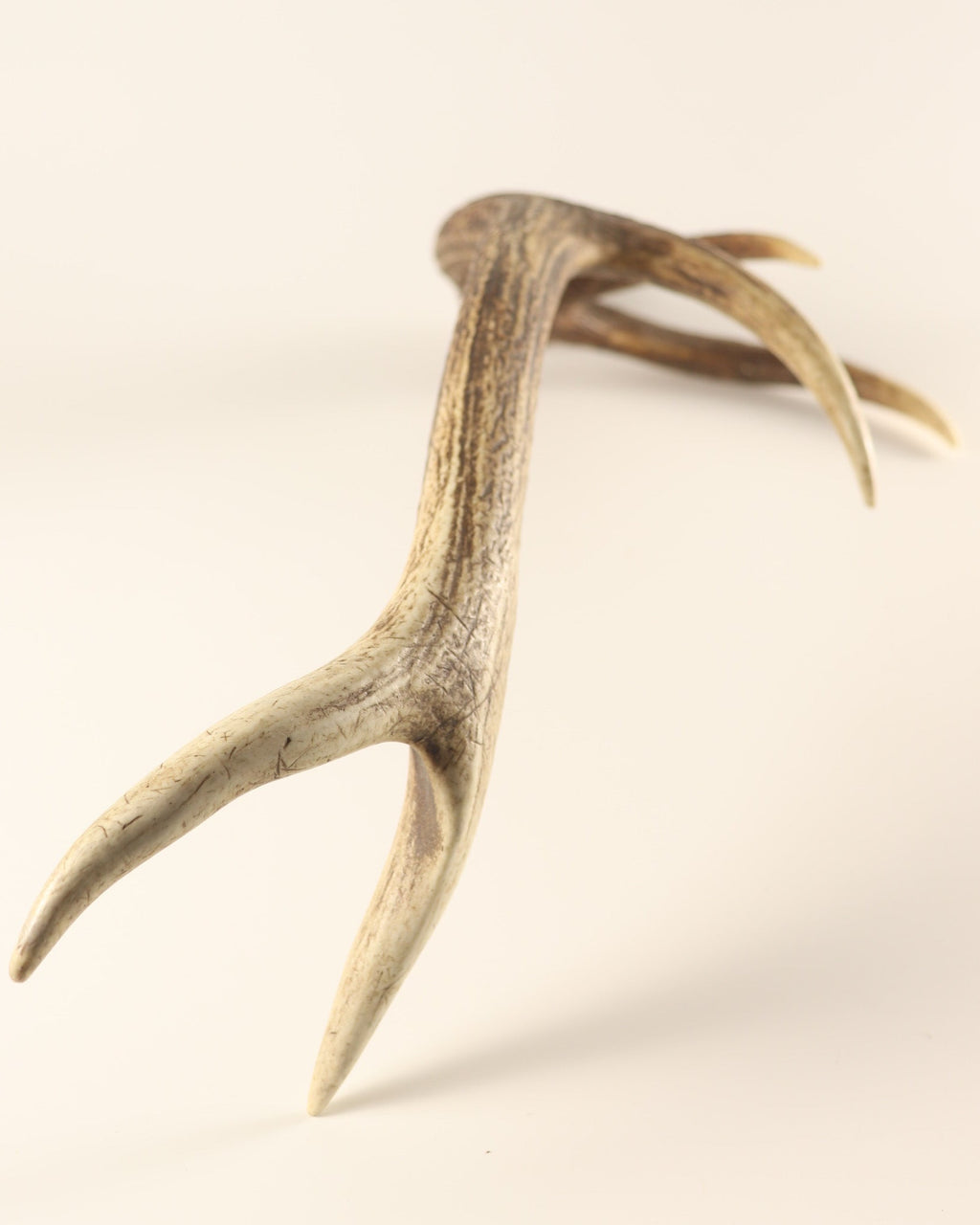 Geweih Hirschhorn Abwurfstange