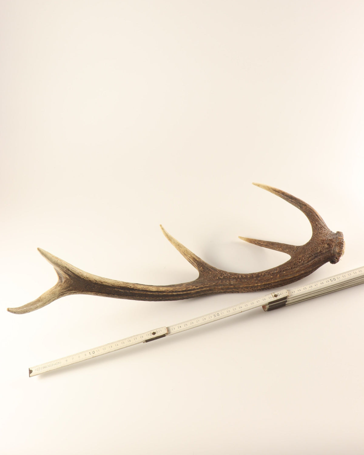 Geweih Hirschhorn Abwurfstange