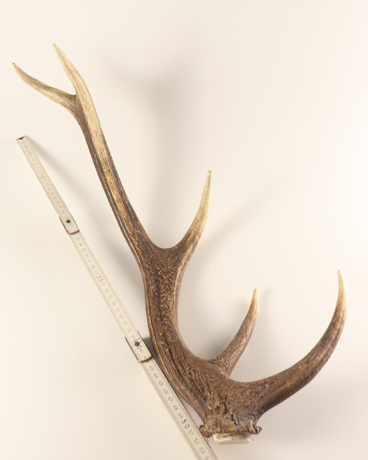 Geweih Hirschhorn Abwurfstange