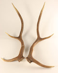 Geweih Hirschhorn Abwurfstangen