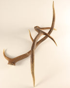 Geweih Hirschhorn Abwurfstangen