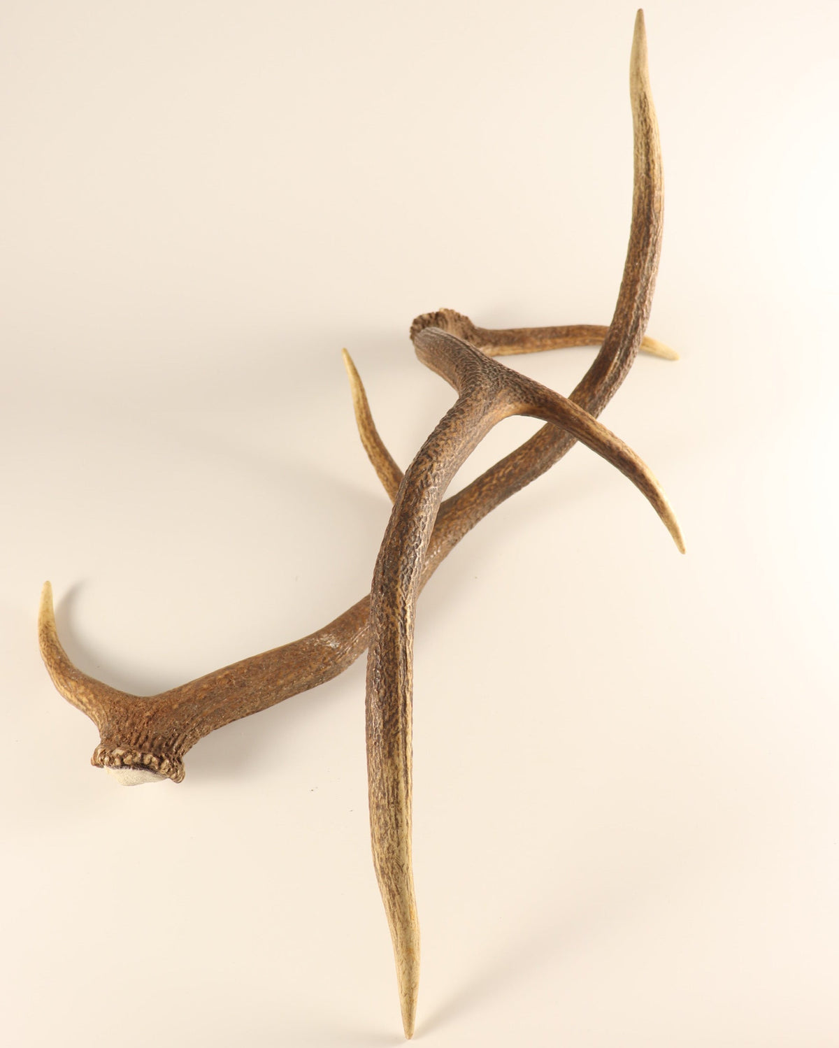 Geweih Hirschhorn Abwurfstangen