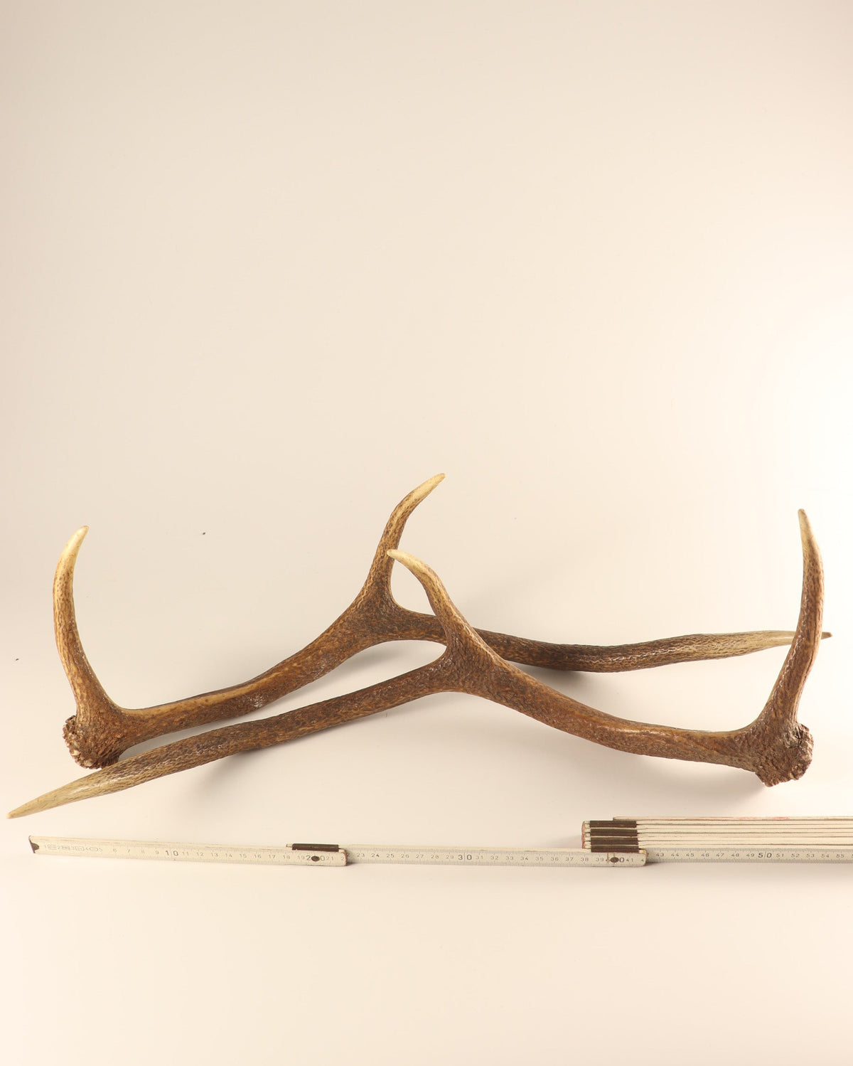 Geweih Hirschhorn Abwurfstangen