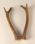 Geweih Hirschhorn Paar
