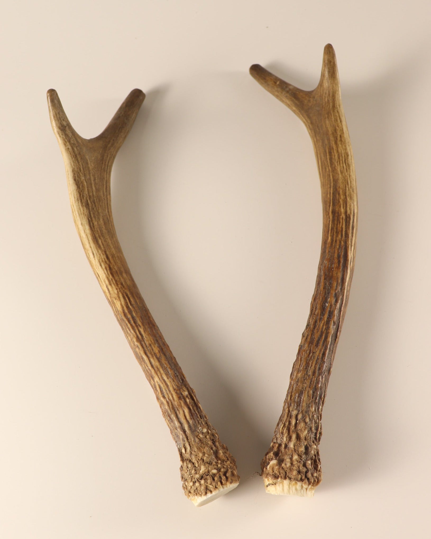 Geweih Hirschhorn Paar