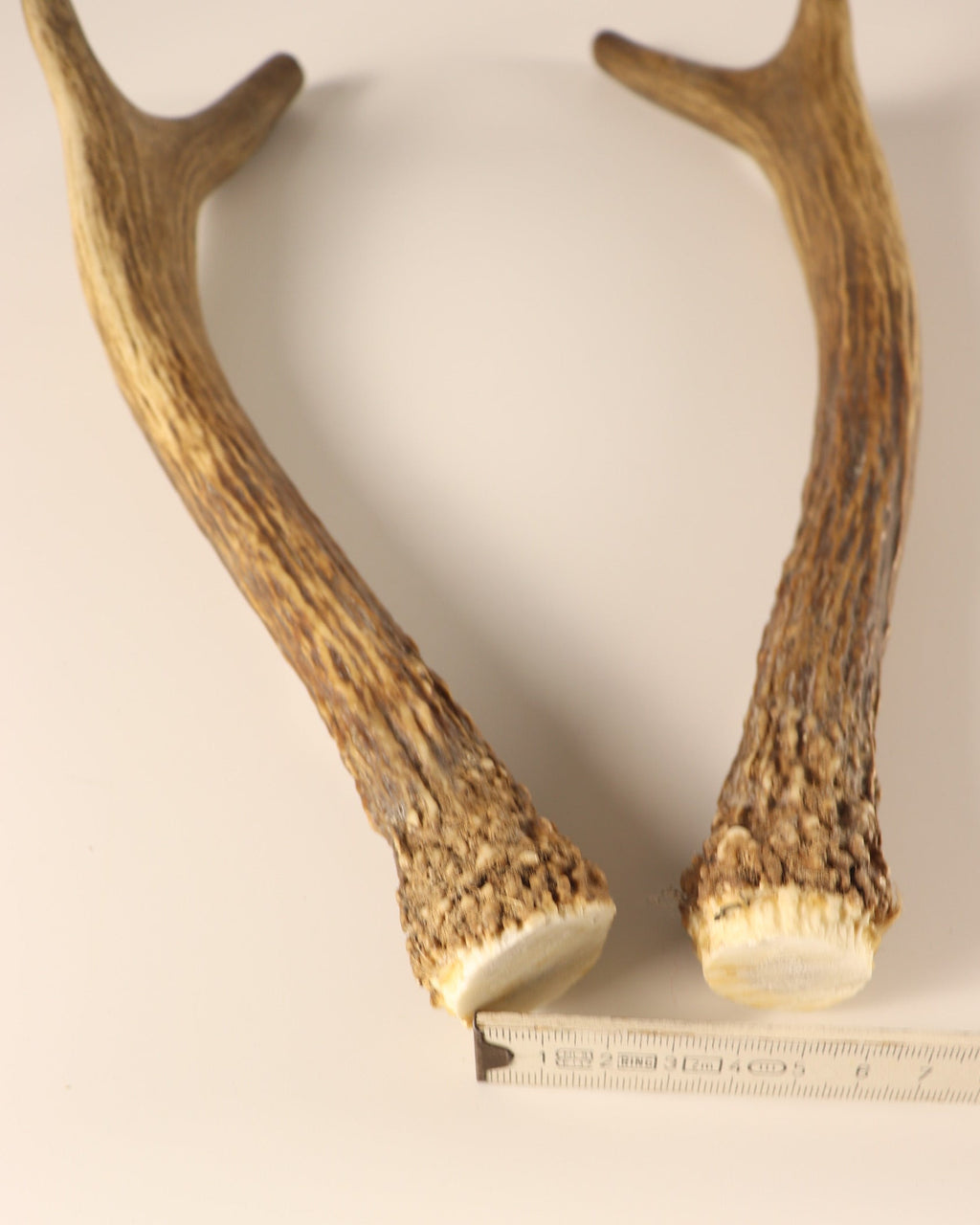 Geweih Hirschhorn Paar