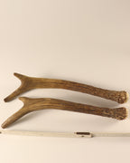 Geweih Hirschhorn Paar