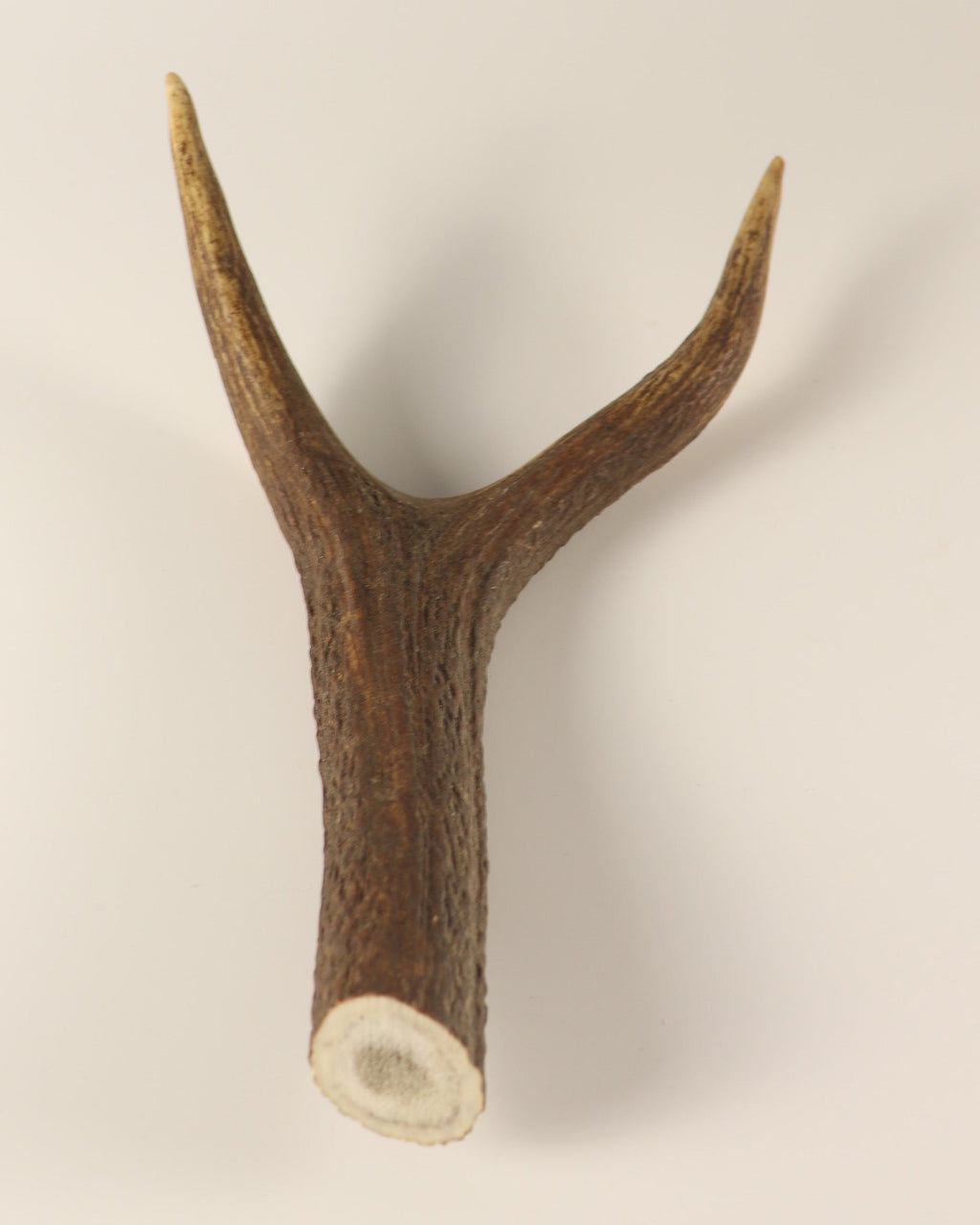 Geweih Hirschkrone