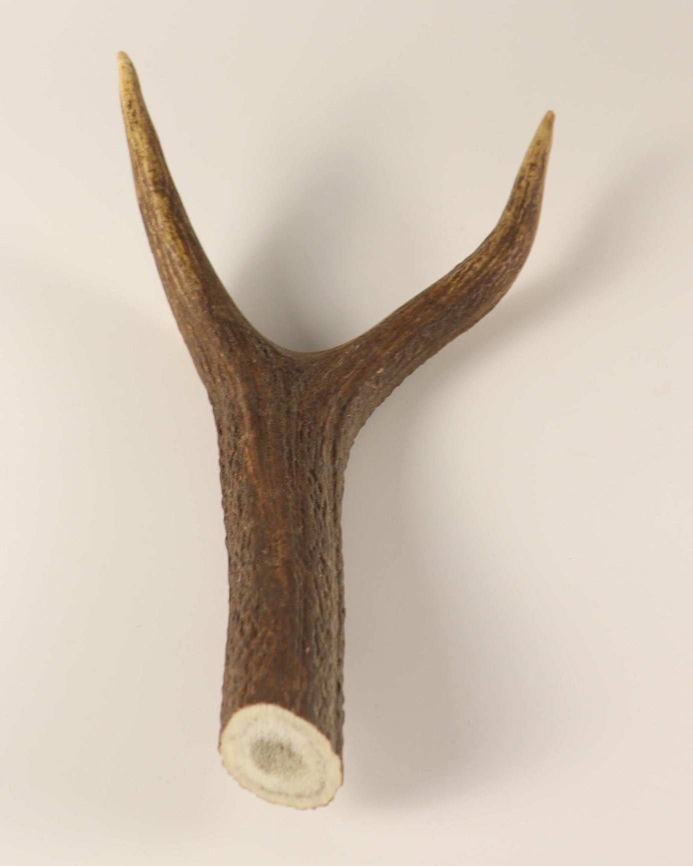 Geweih Hirschkrone