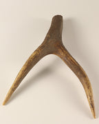 Geweih Hirschkrone