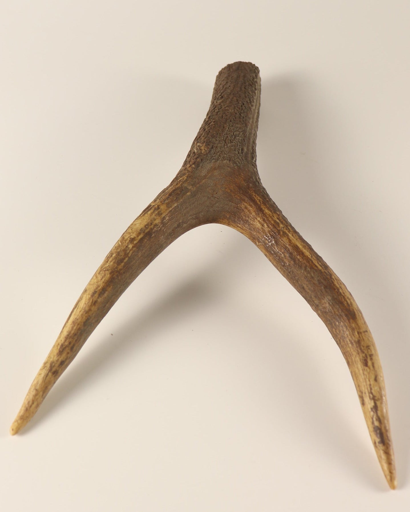 Geweih Hirschkrone