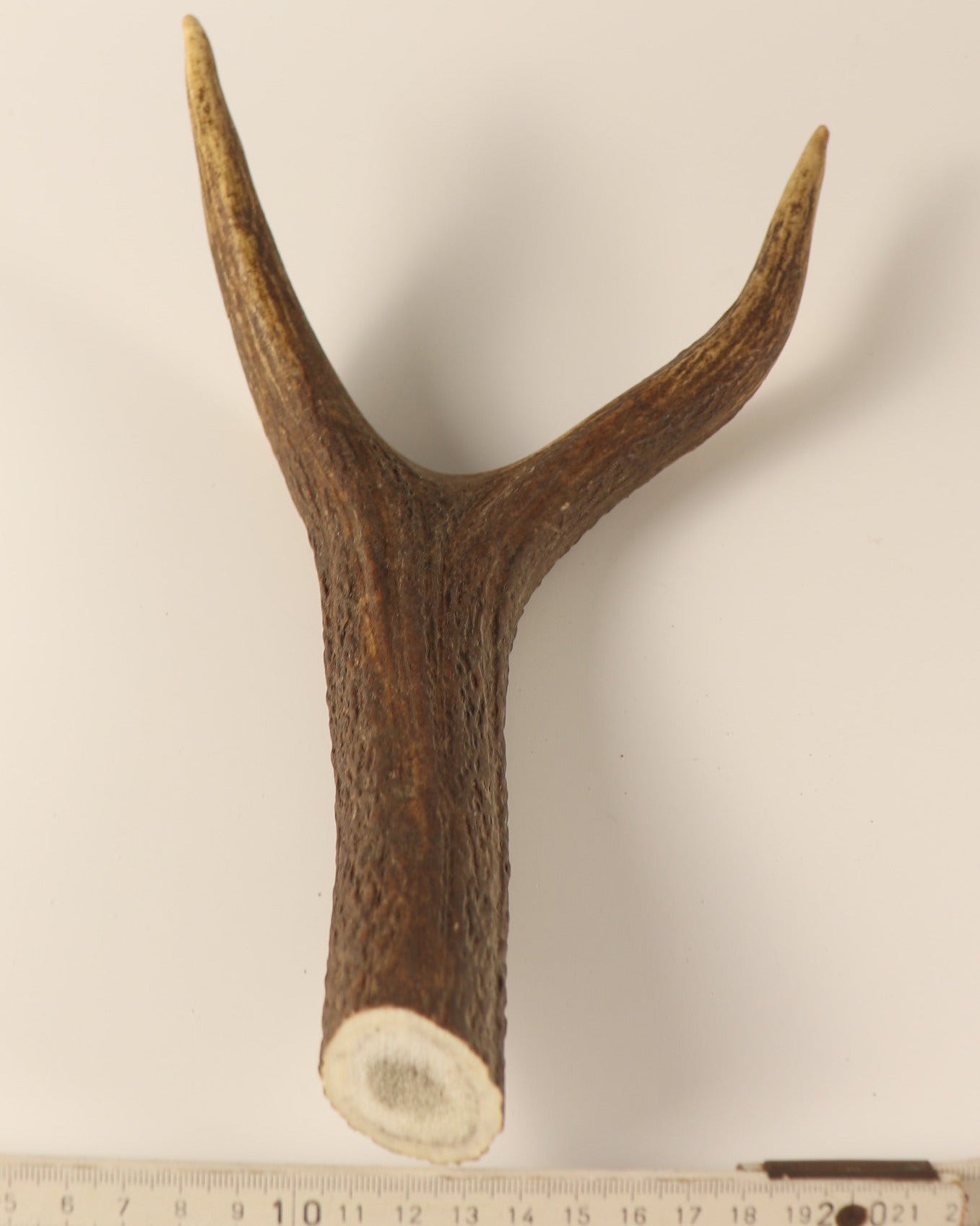 Geweih Hirschkrone