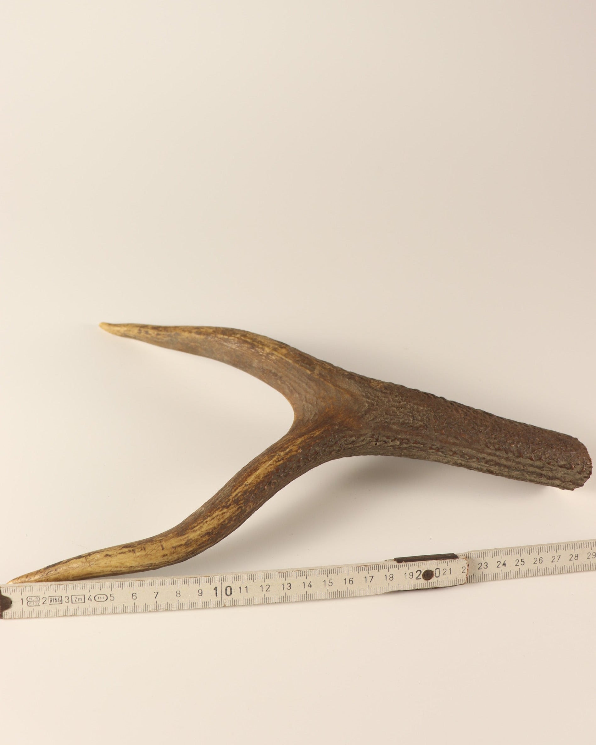 Geweih Hirschkrone