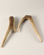 Geweih Hirschkronen