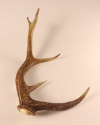 Geweih Hirschhorn Abwurfstange