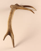 Geweih Hirschhorn Abwurfstange