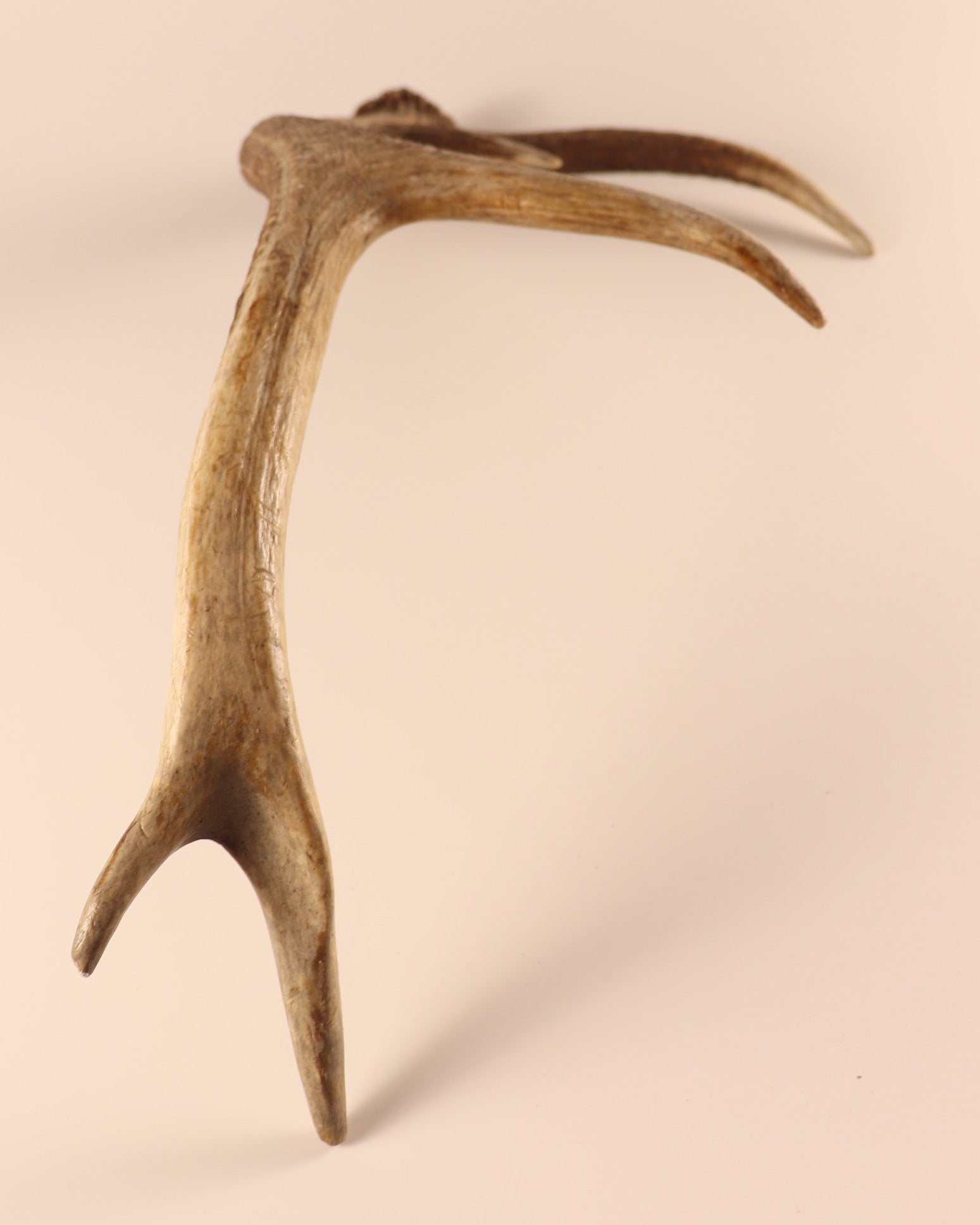 Geweih Hirschhorn Abwurfstange