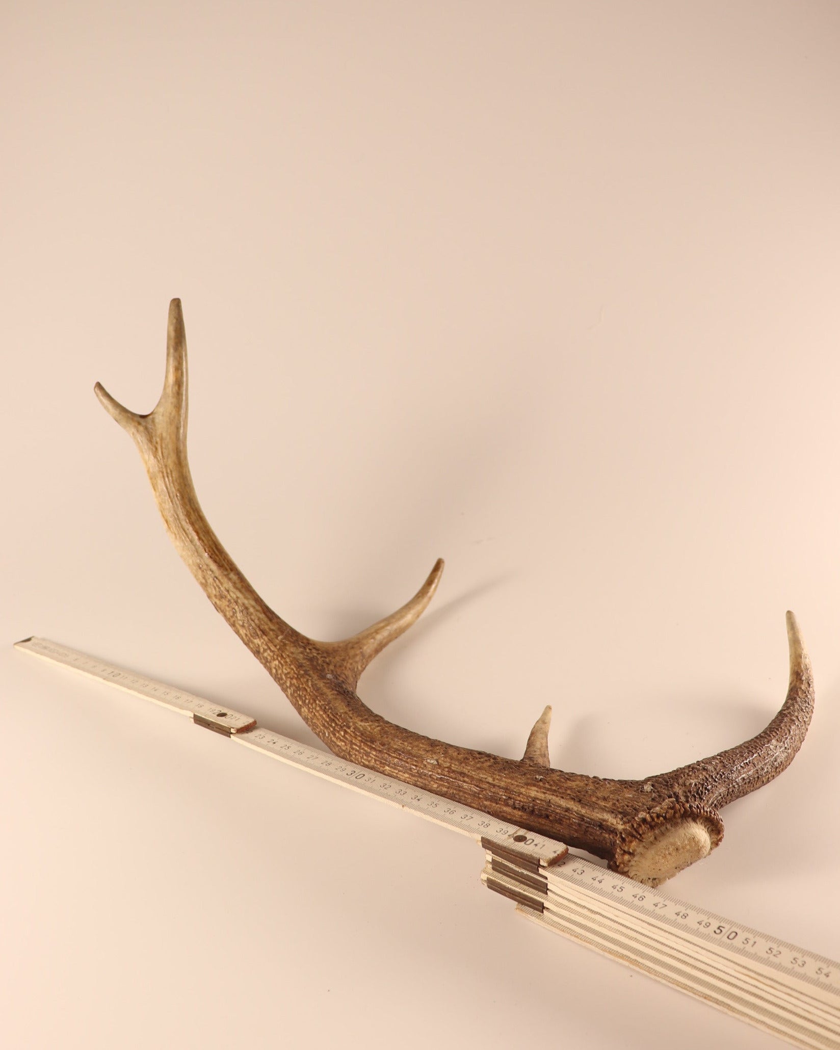 Geweih Hirschhorn Abwurfstange