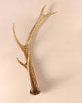 Geweih Hirschhorn Abwurfstange