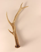 Geweih Hirschhorn Abwurfstange