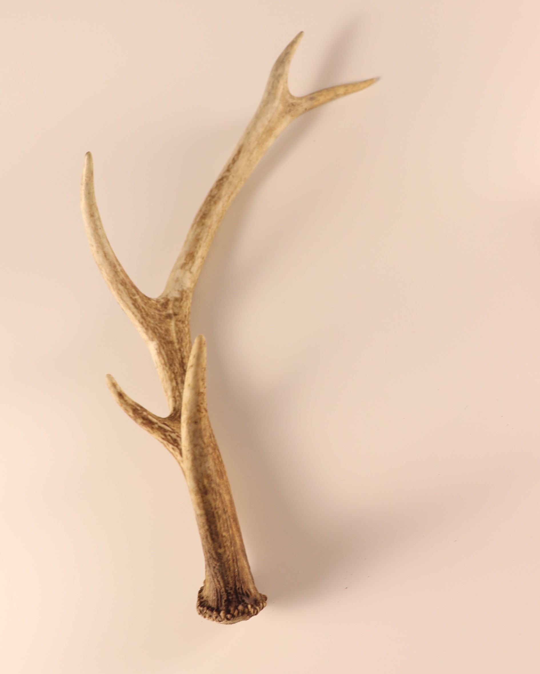 Geweih Hirschhorn Abwurfstange