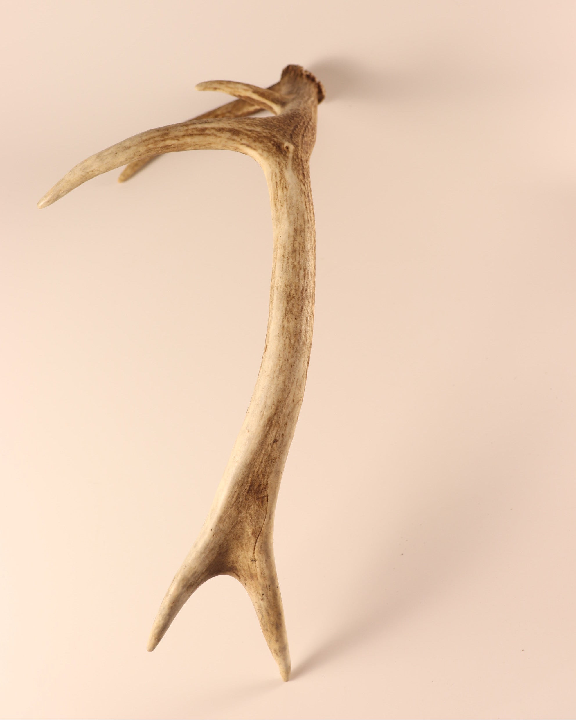 Geweih Hirschhorn Abwurfstange