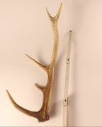 Geweih Hirschhorn Abwurfstange