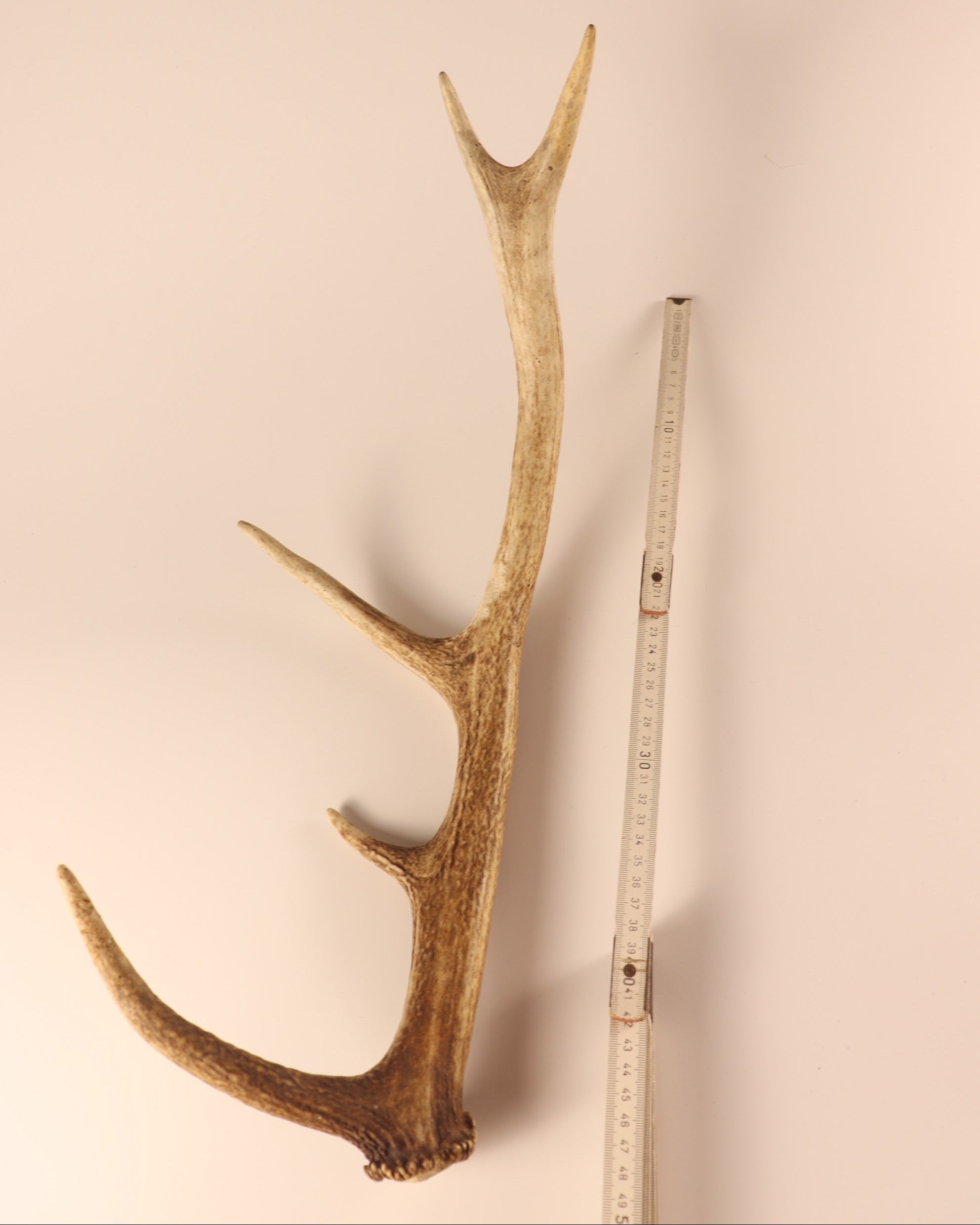 Geweih Hirschhorn Abwurfstange