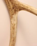 Geweih Hirschhorn Abwurfstange