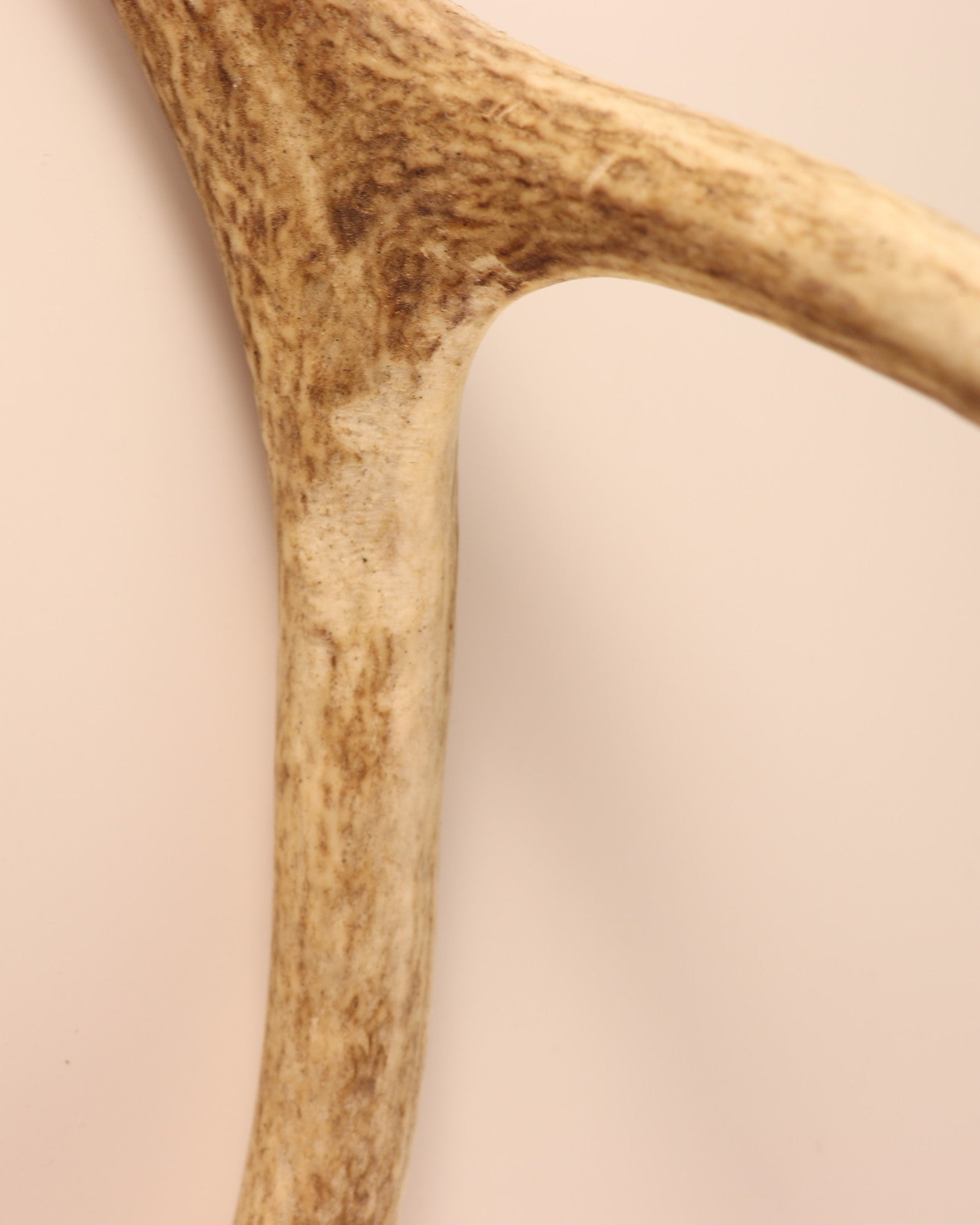 Geweih Hirschhorn Abwurfstange
