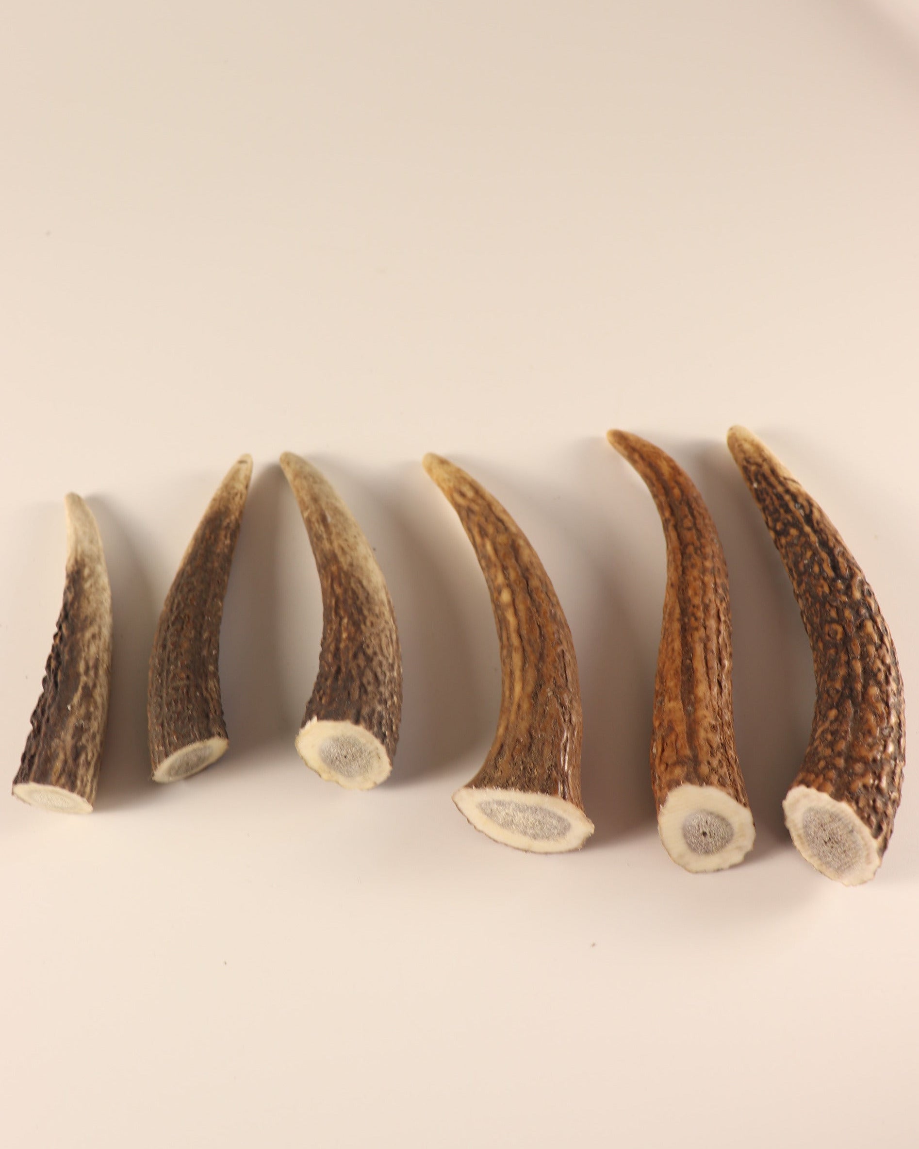 Geweih Hornspitzen