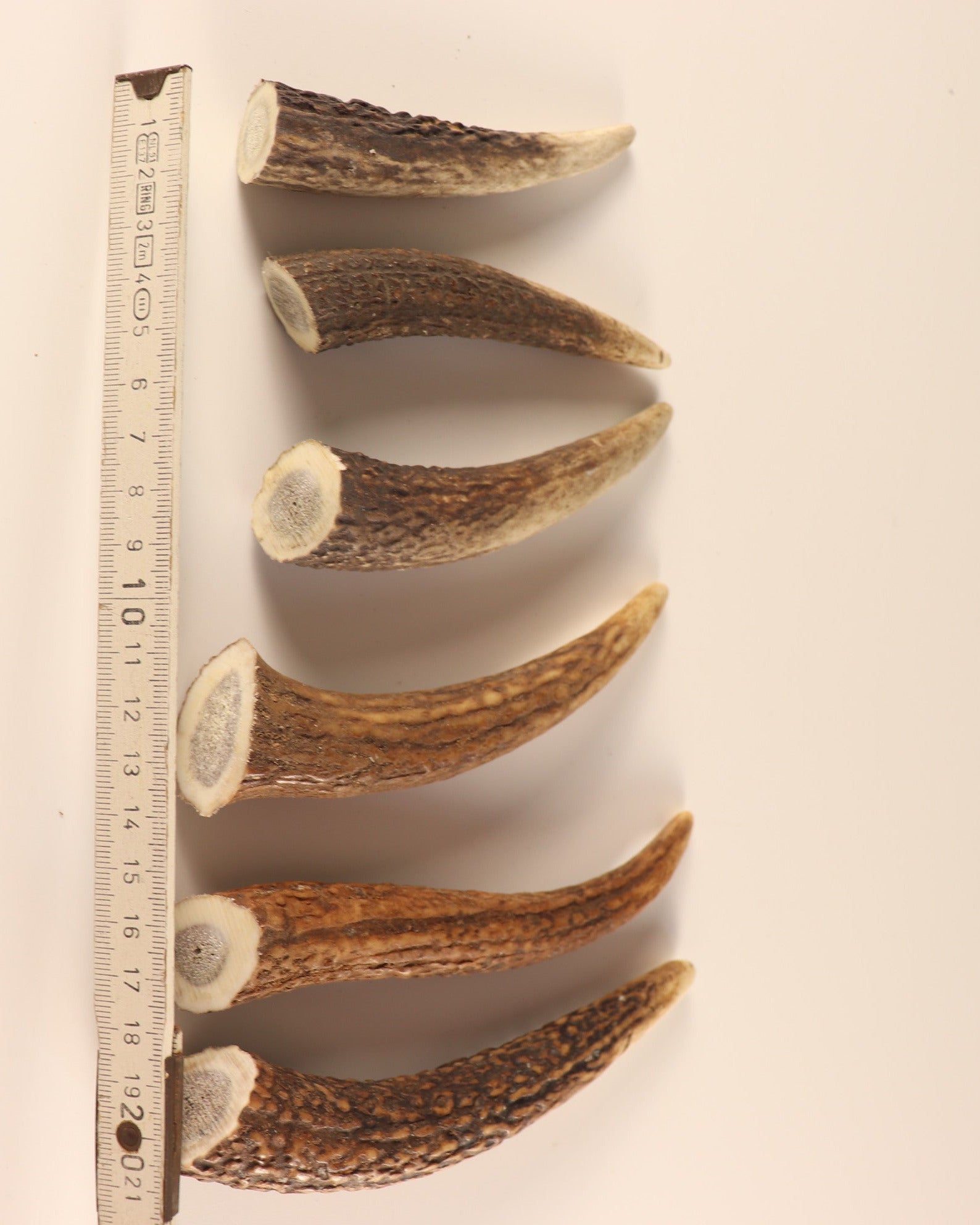 Geweih Hornspitzen