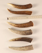 Geweih Hornspitzen