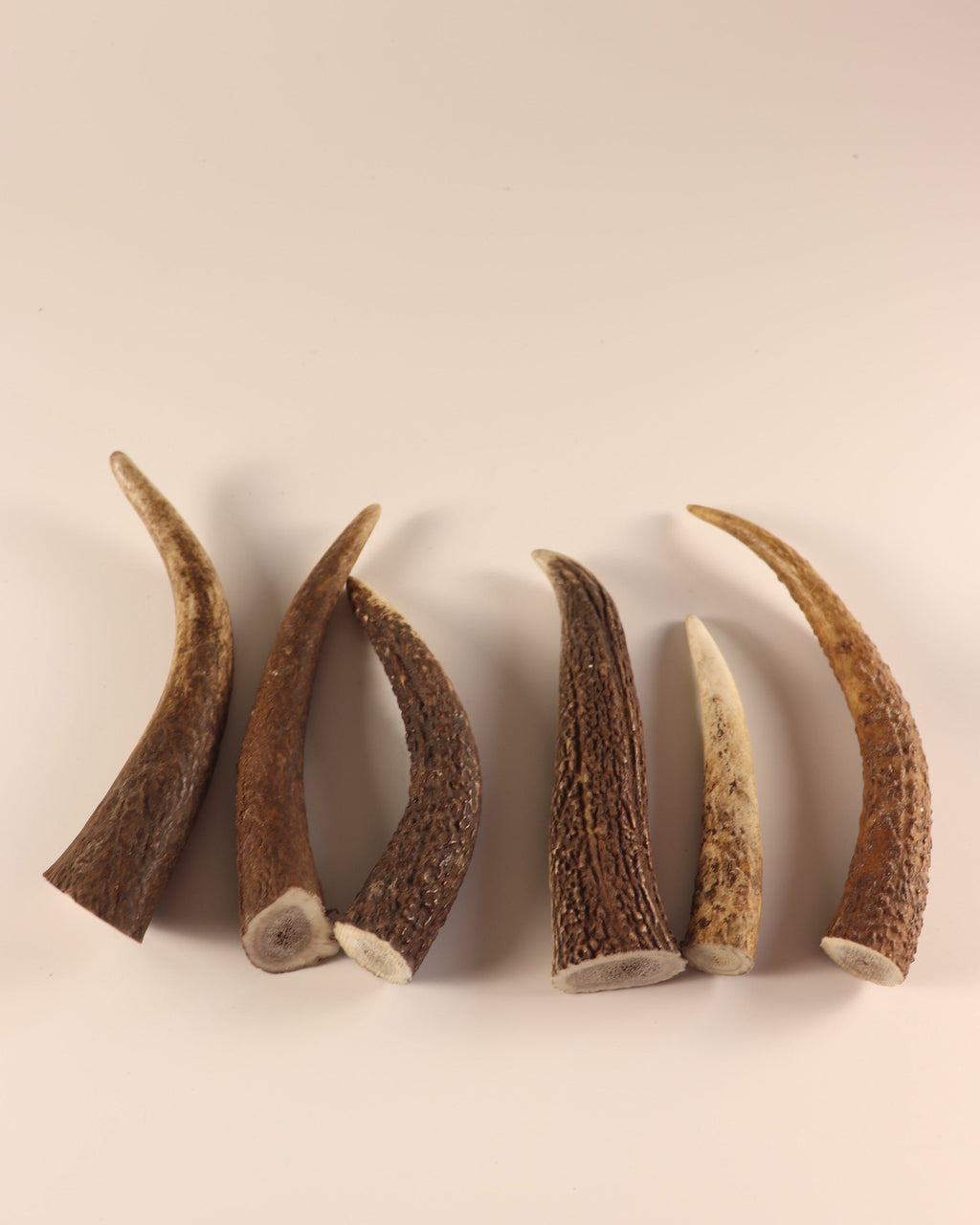 Geweih Hornspitzen