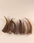 Geweih Hornspitzen
