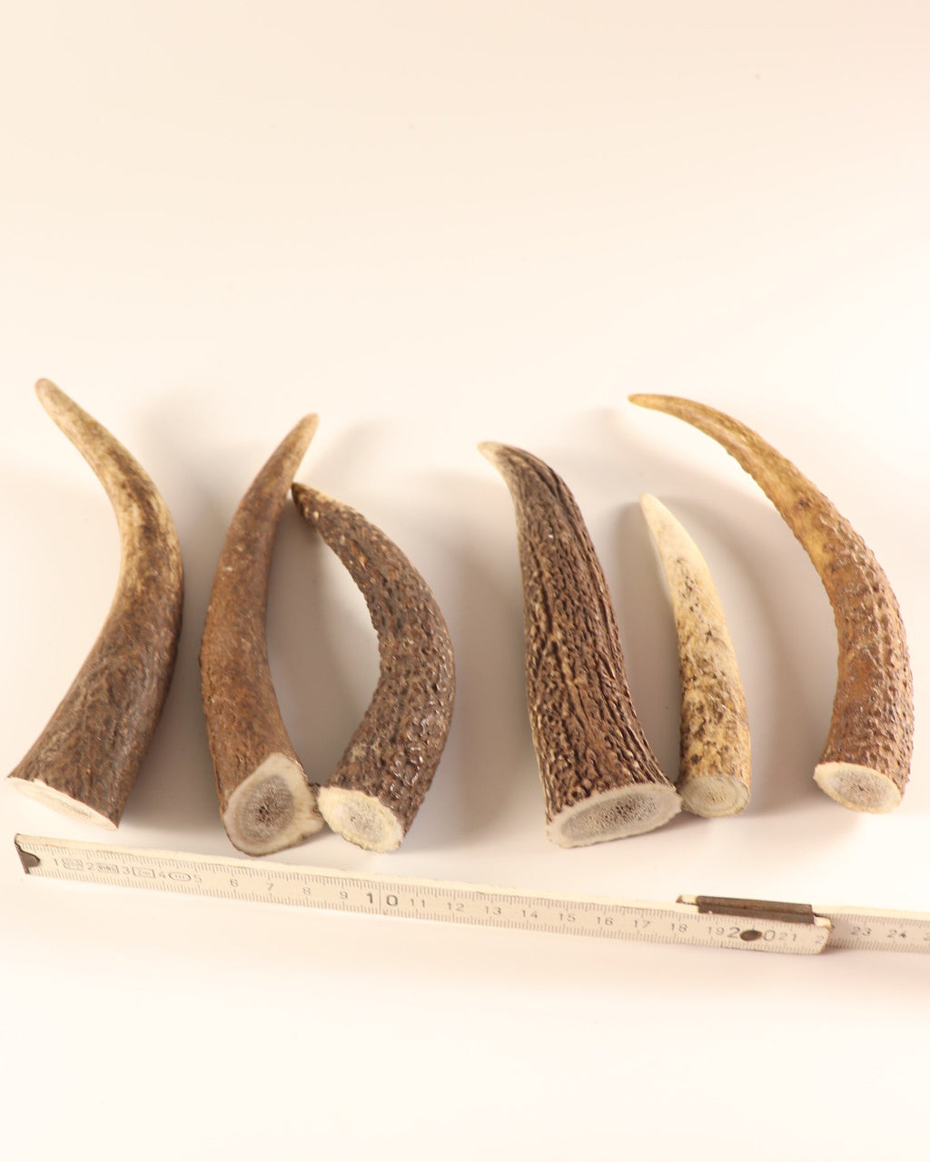 Geweih Hornspitzen