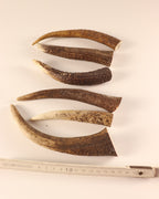 Geweih Hornspitzen