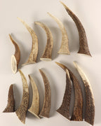 Geweih Hornspitzen