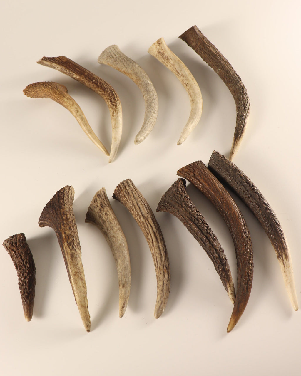 Geweih Hornspitzen