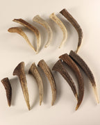 Geweih Hornspitzen