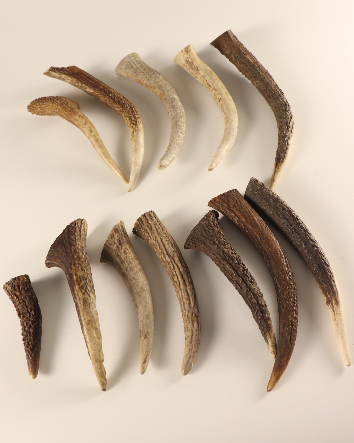 Geweih Hornspitzen