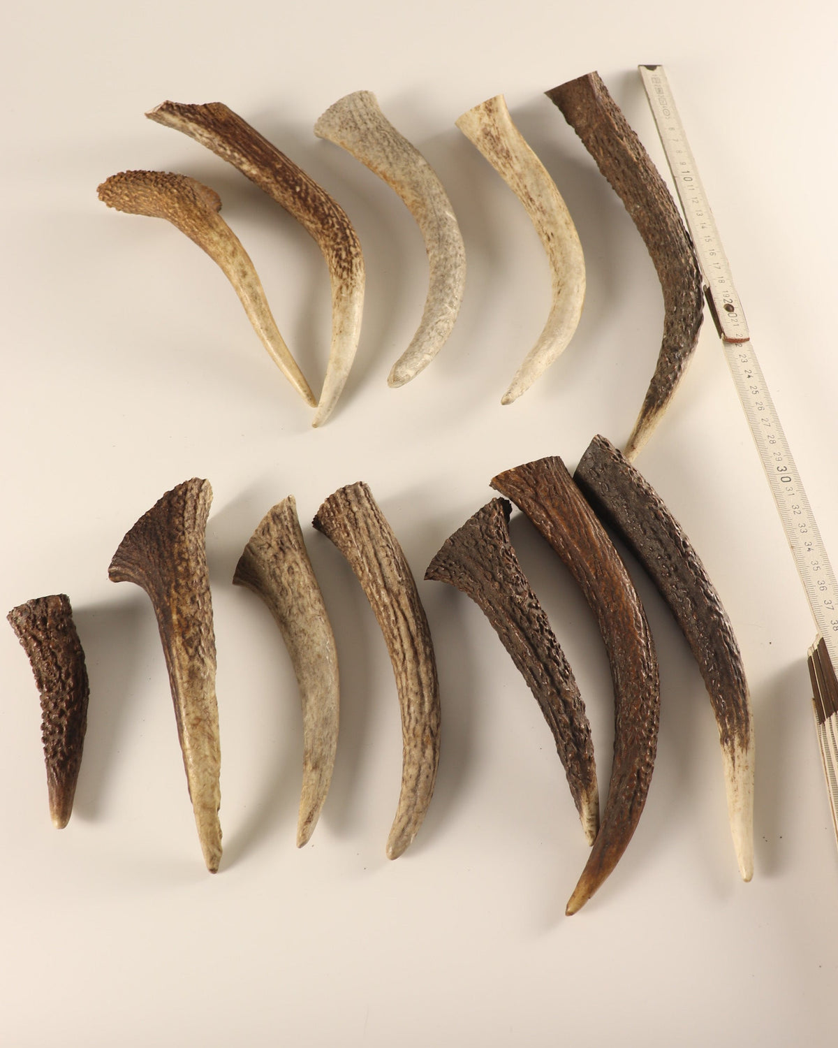 Geweih Hornspitzen