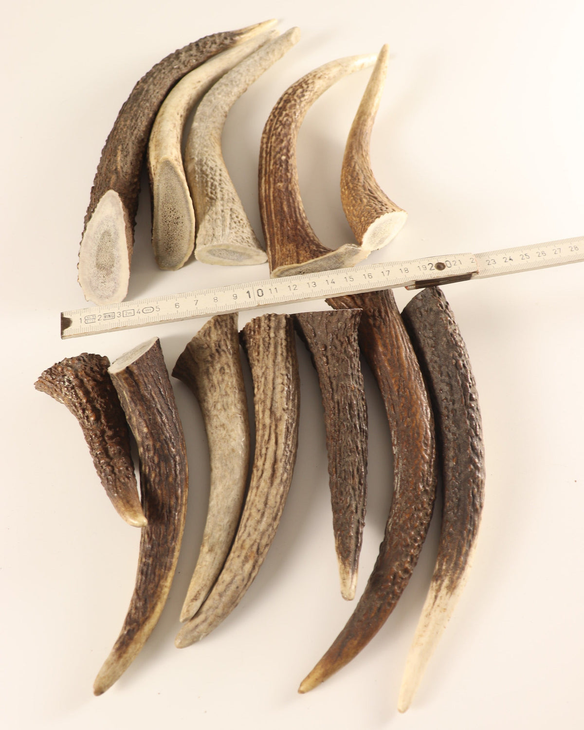 Geweih Hornspitzen