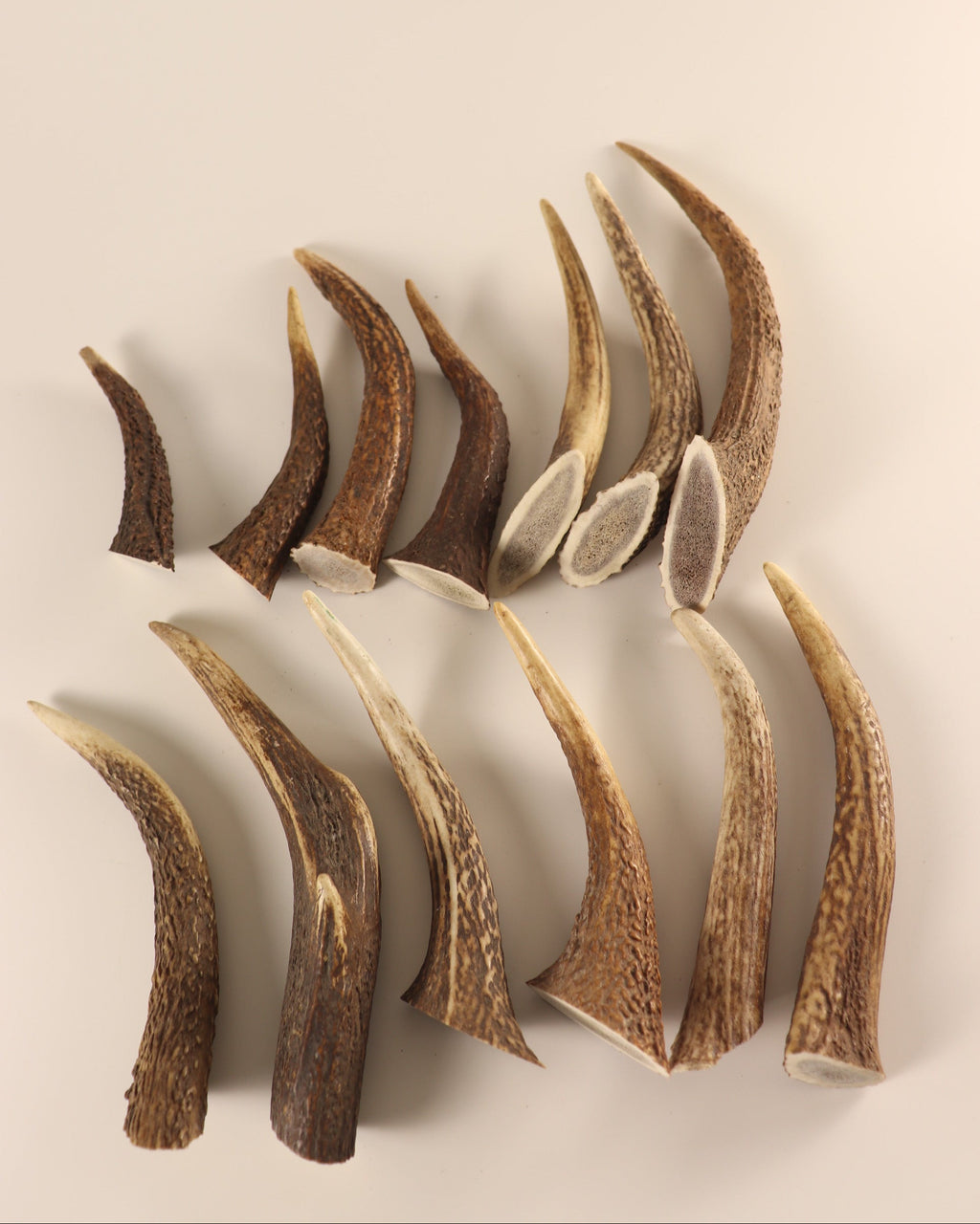Geweih  Hornspitzen
