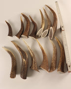 Geweih  Hornspitzen