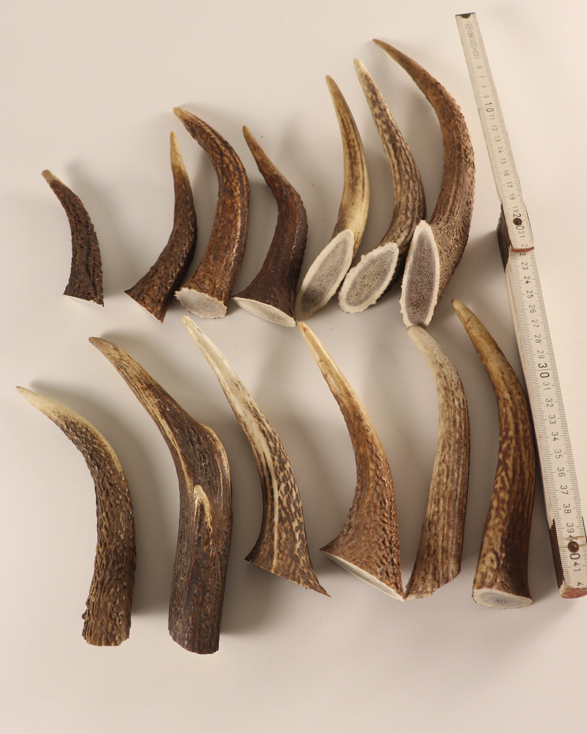 Geweih  Hornspitzen