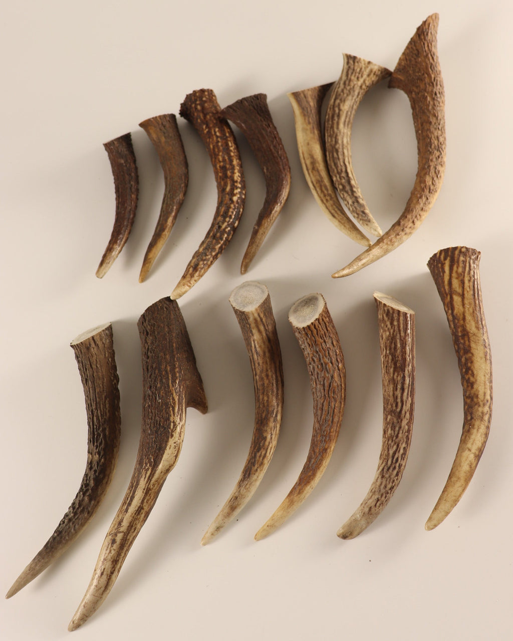 Geweih  Hornspitzen